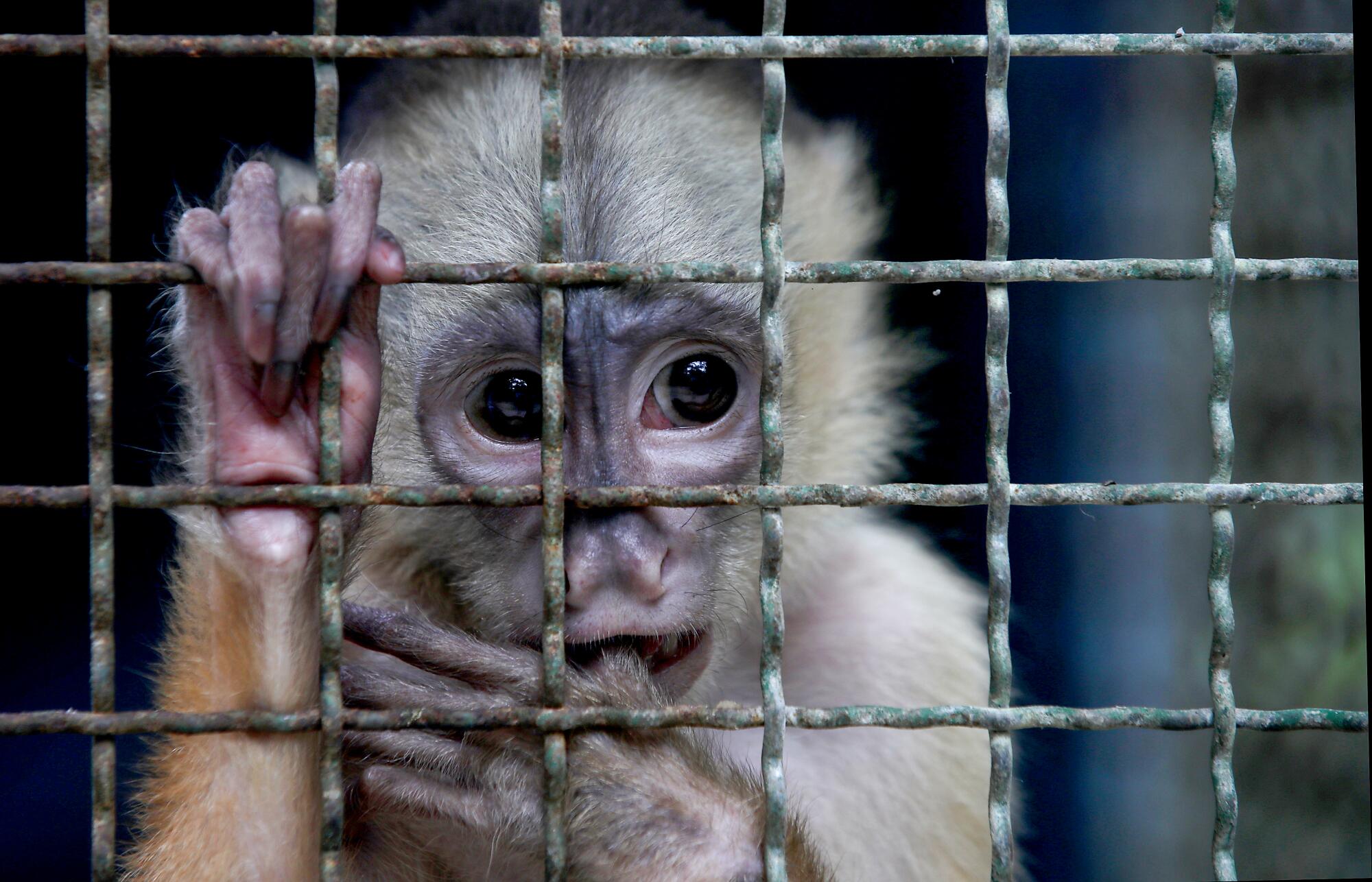 A primate looks out from its cage 