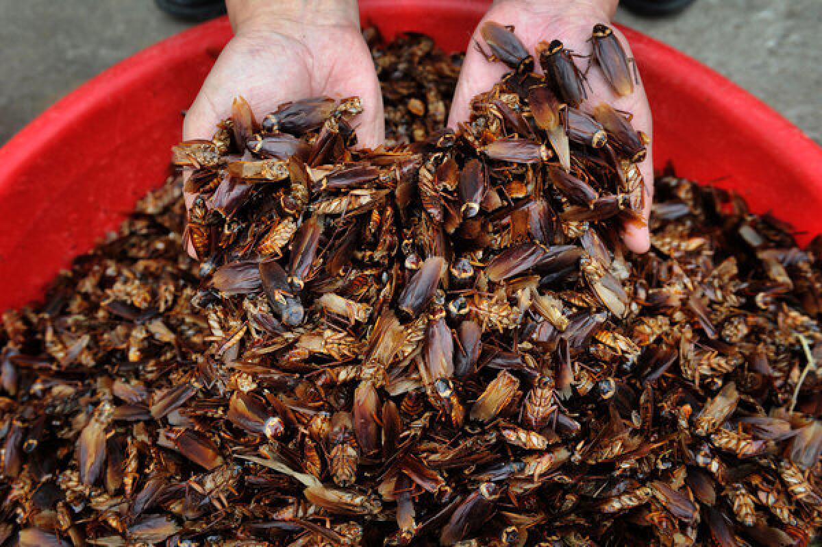 Dried cockroaches are ready to be sold to pharmaceutical companies from a farm in Jinan, China. One farmer says the insects are easy to raise and profitable.