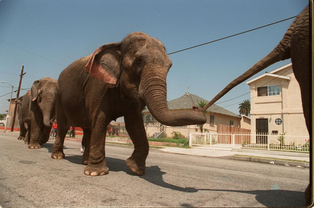 Elephants make their way to the L.A. Sports Arena for the start of the Ringling Bros. and Barnum & Bailey circus.