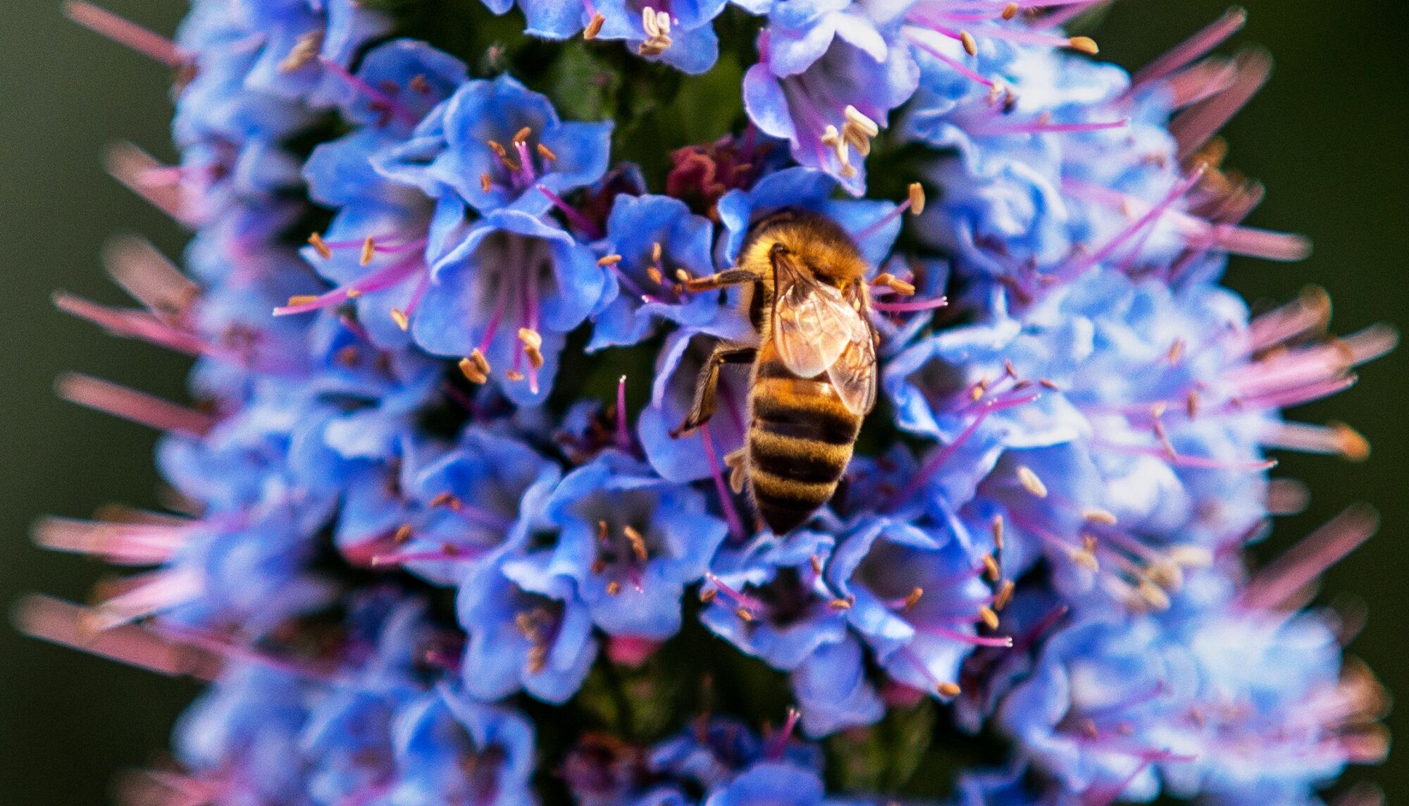 Framed as a close up, a bee lands on a Pride of Madeira plant 