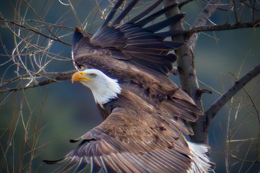 A bald eagle takes off in San Diego County.