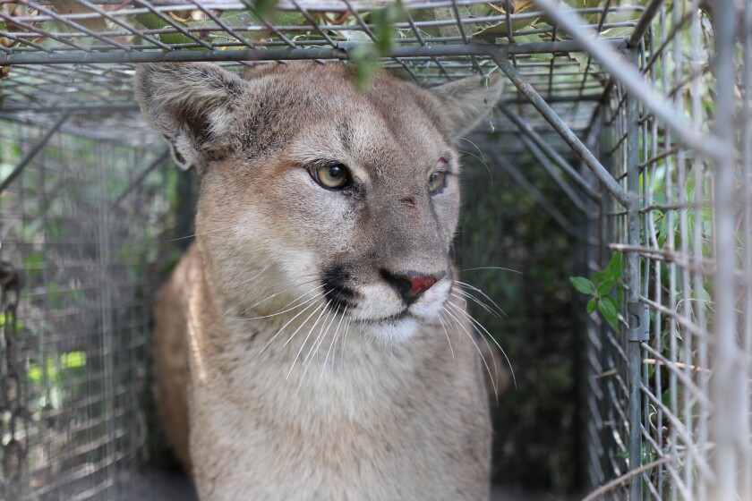 A male mountain lion known as P-56, seen here in 2017, was killed near Camarillo in late January, wildlife officials said.