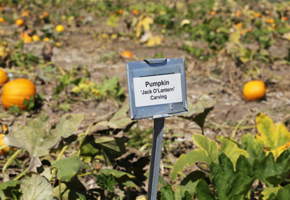 A "Jack O' Lantern" pumpkin variety available during the South Coast REC. 