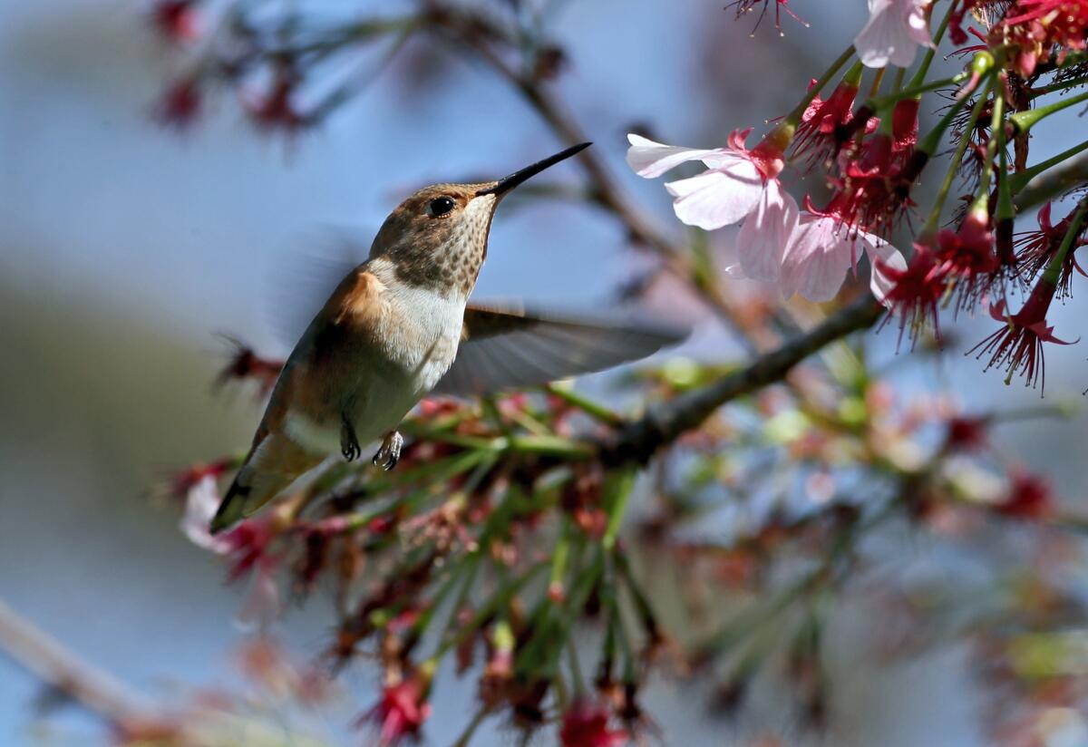 An Allen's hummingbird feeds of flowers at Huntington Central Park in Huntington Beach.