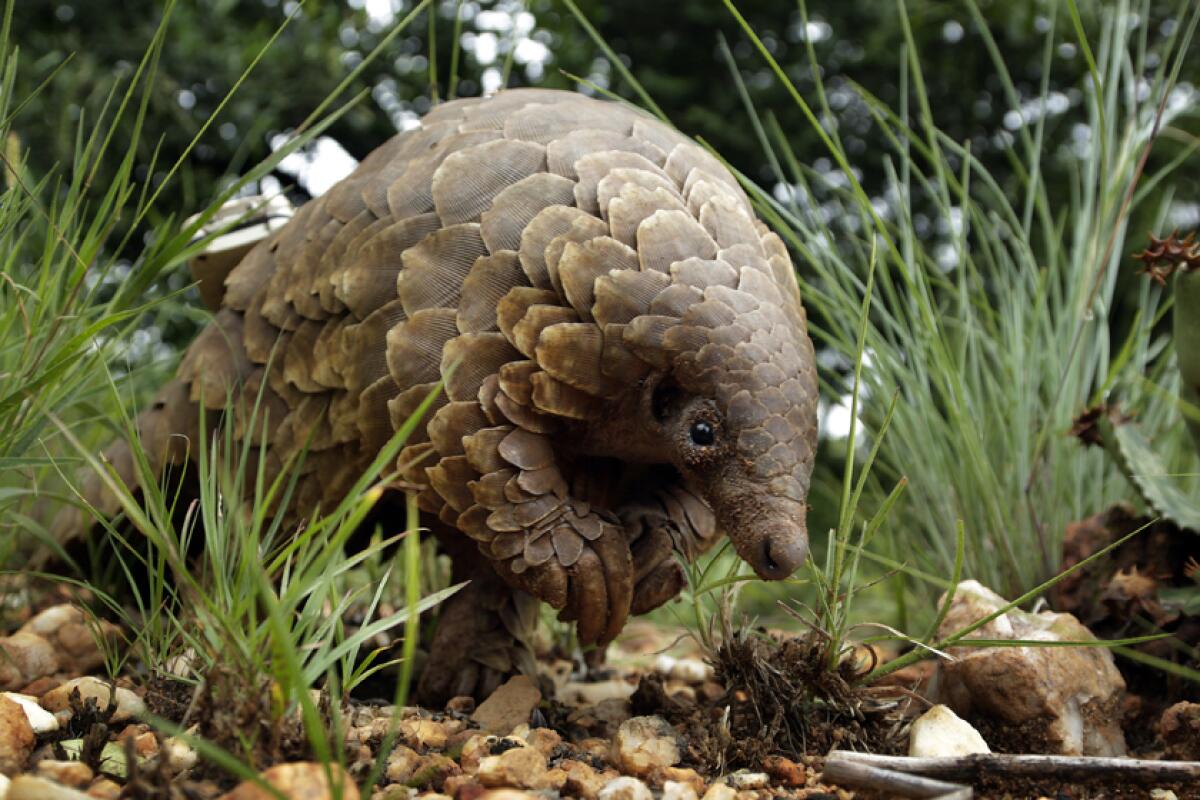 A pangolin looks for food in Johannesburg, South Africa, in 2019.  