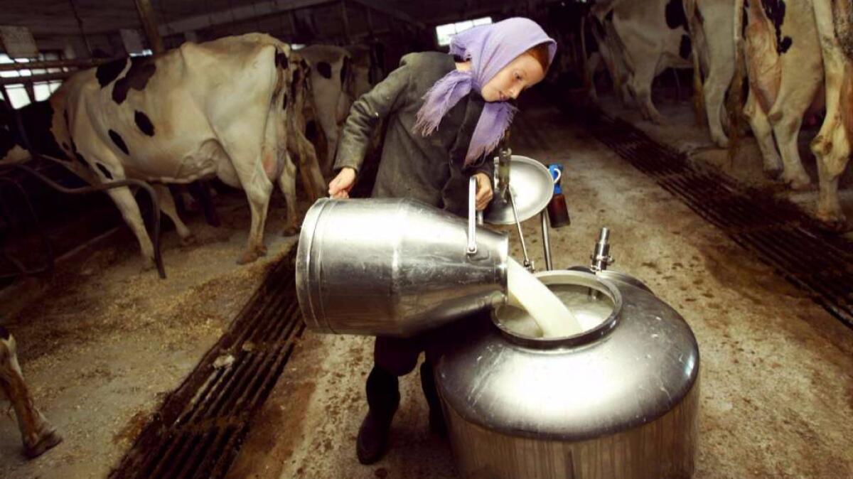 An Amish girl on a farm in Wakefield, Pa. A new study suggests that traditional farming practices help prevent asthma in Amish chidlren.