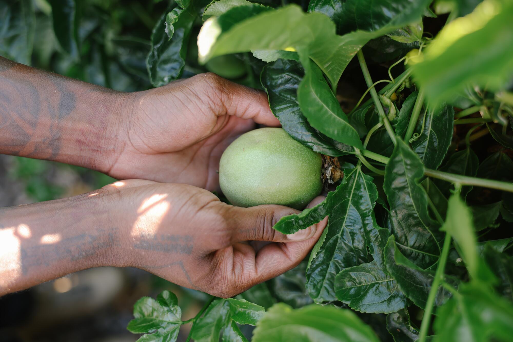 A master gardener shares 6 secrets for planting tomatoes - Los Angeles Times