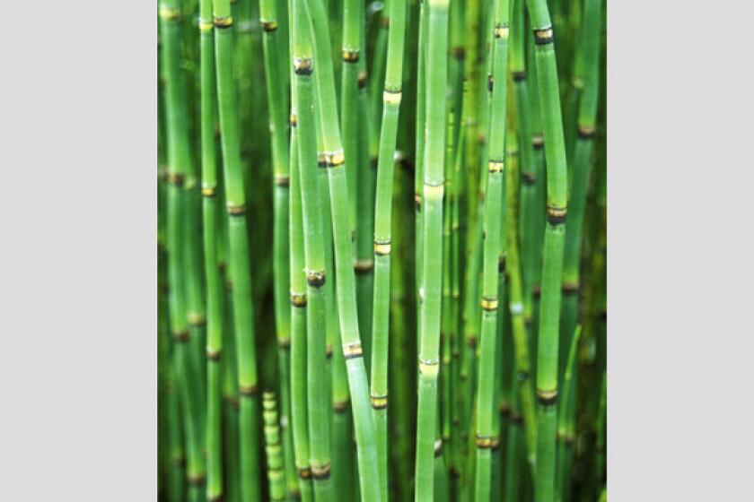 Horsetail reed survives best in rich, peat moss-based potting soil mix.