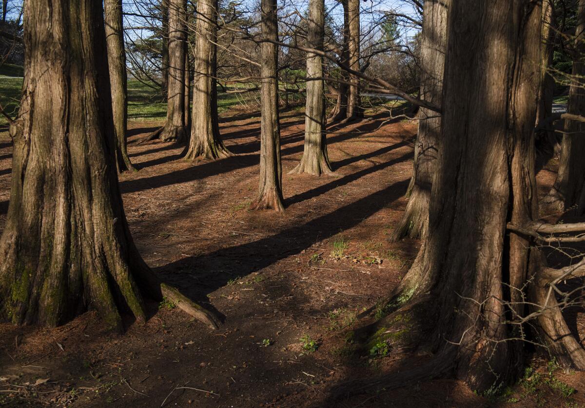 National Arboretum a green and grand oasis in the nation's capital