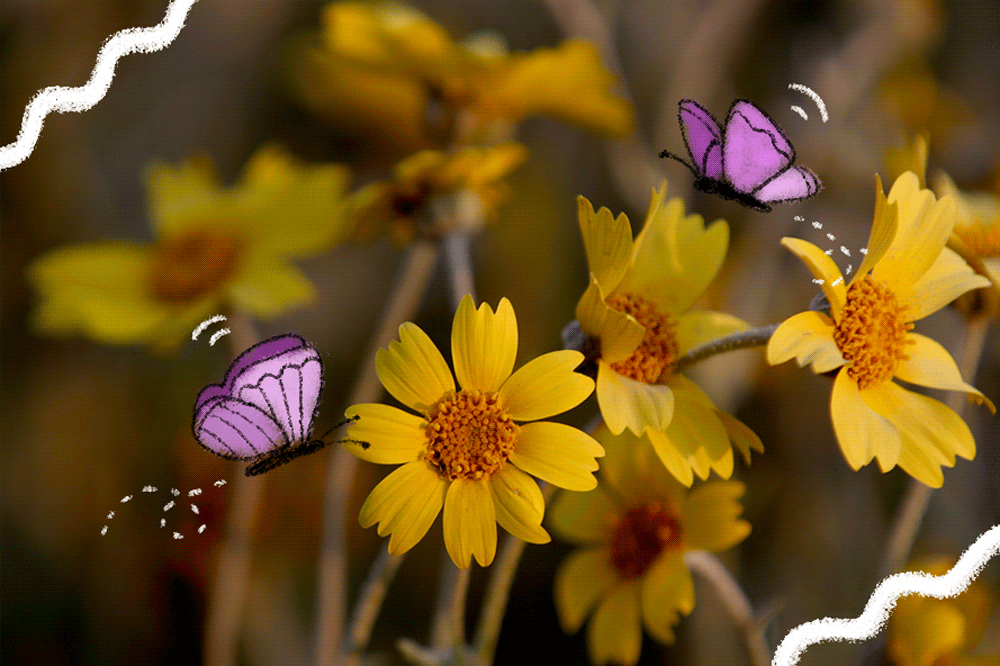 GIF of illustrated butterflies atop a photo of yellow flowers.