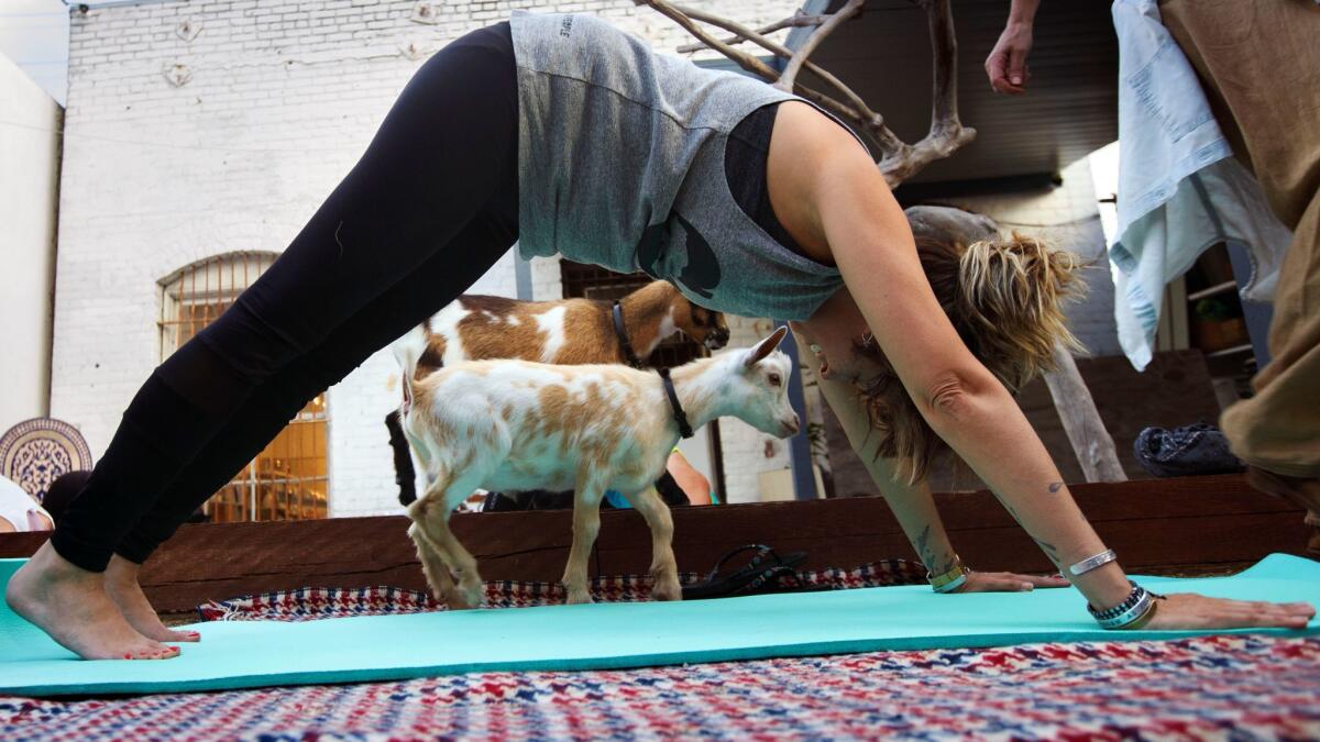 Baby goats walk past Diamarie Cruz during a baby goat yoga session from Hello Critter.