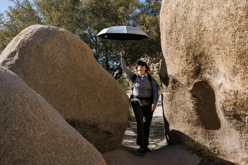 JOSHUA TREE NATIONAL PARK, CA - AUGUST 19, 2024: Preventative Search and Rescue Program Coordinator Anna Marini lifts her sun umbrella while traversing a tight path between rocks faces at the Hidden Valley trailhead to check on hikers during triple-digit temperatures on August 19, 2024 in Joshua Tree National Park, California. The PSAR program is a team of about 30 volunteers and some staffers who go out to trailheads on the park to make sure visitors are staying safe. (Gina Ferazzi / Los Angeles Times)