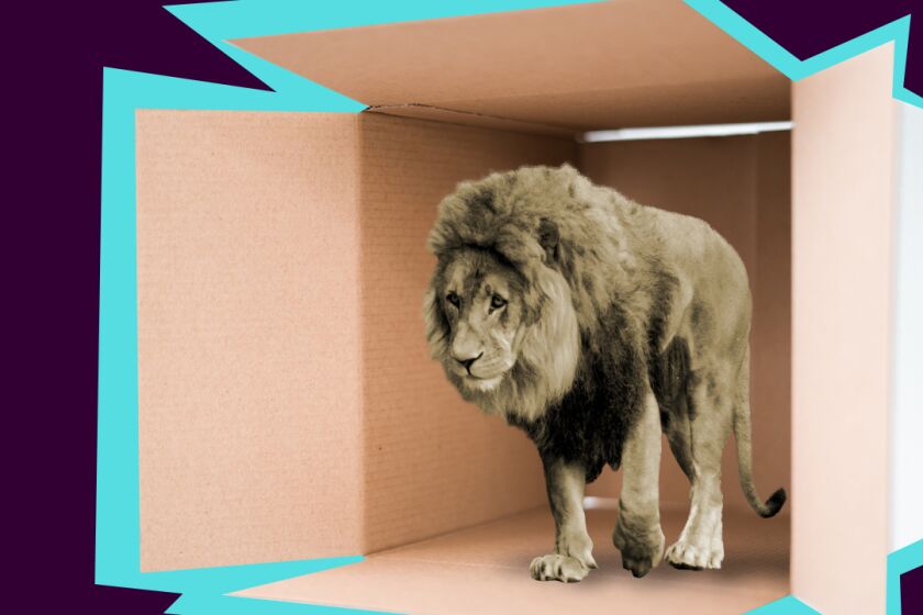 photo illustration of a lion stepping out of a cardboard box