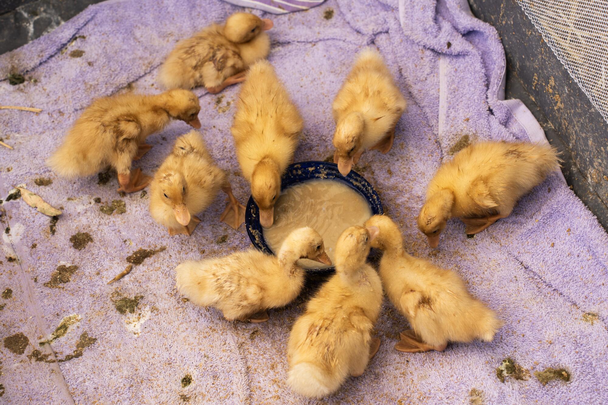 Yellow ducklings feed from a small bowl.
