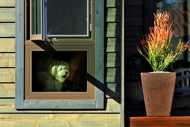 Someone already made himself at home. For more information, go to LivingHomes and the Palm Springs Modernism Week Prefab Showcase. More home tours: California homes and gardens