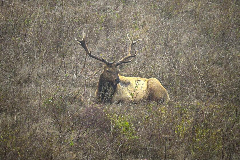 Tule elks roam in its reserve in Point Reyes National Seashore.  