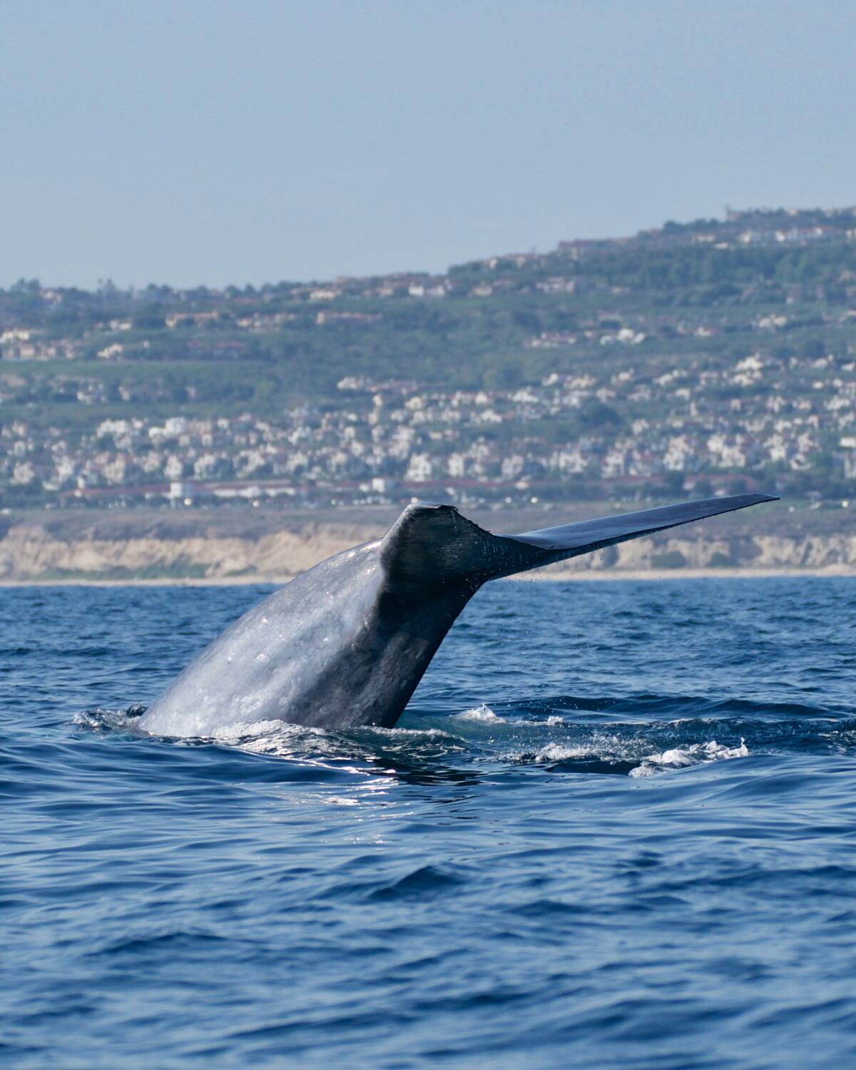 The tail of a blue whale sticking out of the ocean.