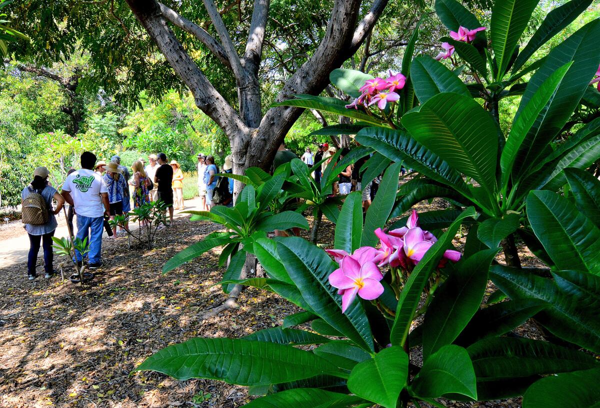 Plumerias during the L.A. Arboretum's Plumeria Day on July 20, 2019 in Arcadia.
