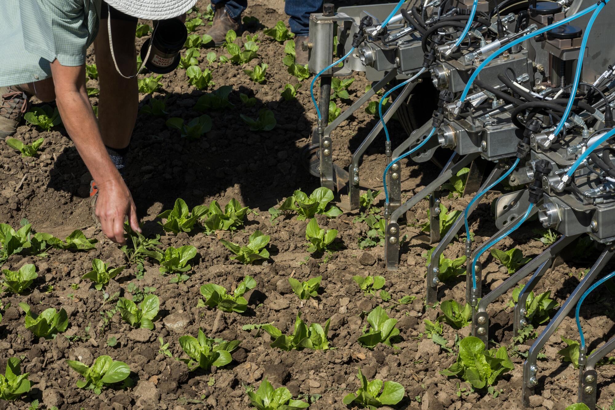 People examine results from a robotic weeder.