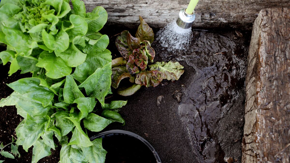 Yvonne Savio uses water to melt the coffee grounds into the soil in her garden.