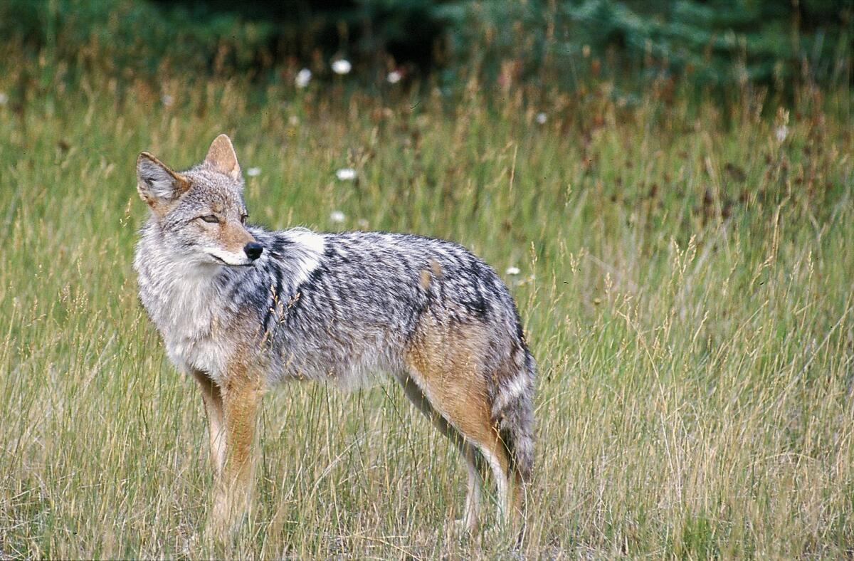 A new ban will put an end to rural California coyote hunts that awarded money and gifts to top hunters.