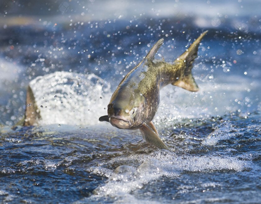 Salmon jumping 