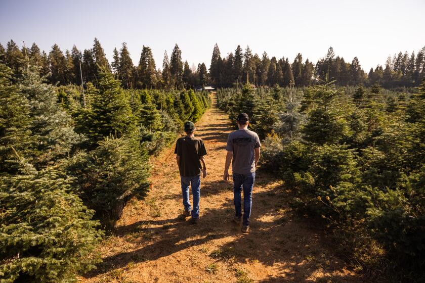 Tree farmers Mike, left, and Eli McGee walk through McGee's Christmas Tree Farm in Placerville, California, September 5, 2021. (Max Whittaker / For The Times)