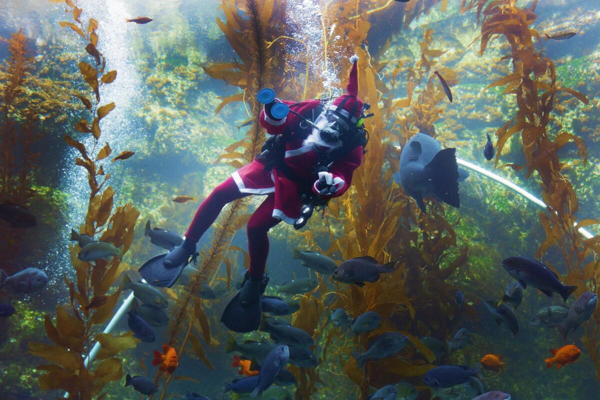 Celebrate the Holiday SEAson: Guests visiting Birch Aquarium at Scripps Institution of Oceanography in La Jolla are treated to special appearances by Scuba Santa for the aquarium’s annual celebration, Seas ‘n’ Greetings, which runs through Dec. 31.
