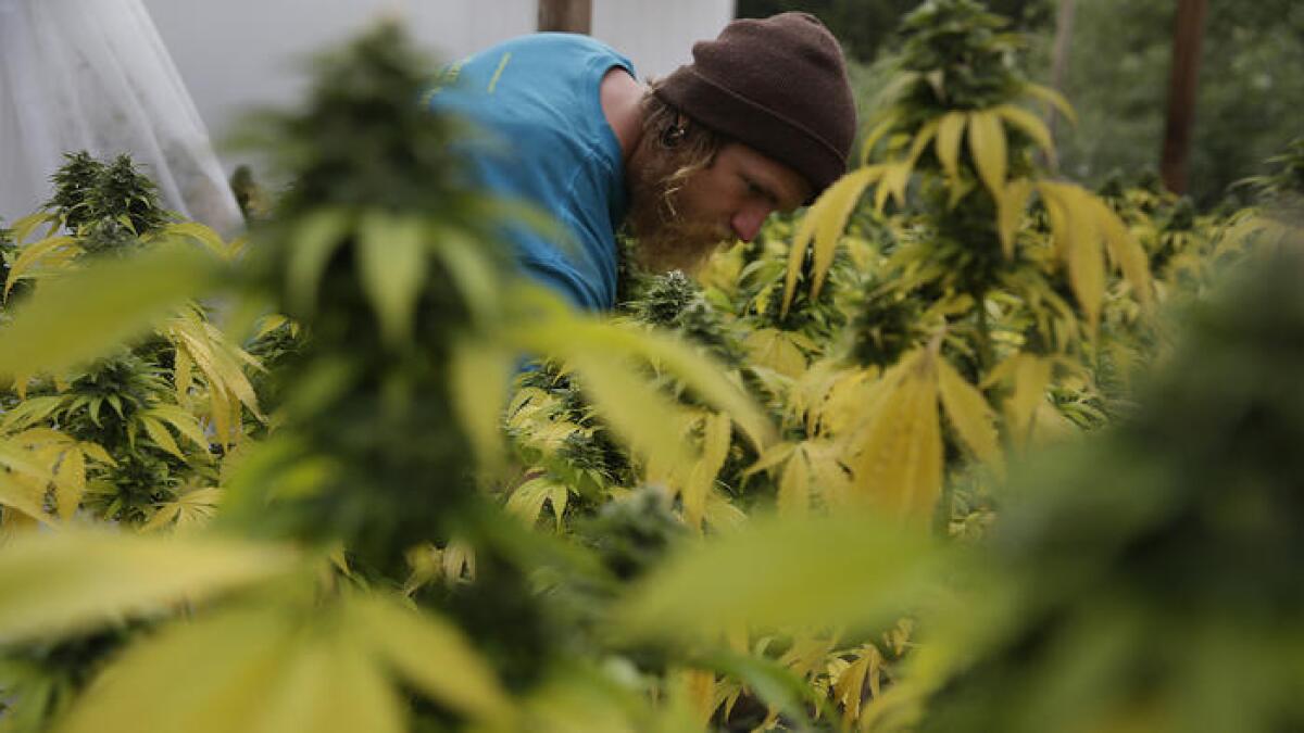 Dillon Turner, un agricultor que siembra marihuana regularmente, aplica fertilizante a un cultivo de plantas en Sunboldt Farms, una pequeña granja familiar dirigida por Sunshine y Eric Johnston. ()