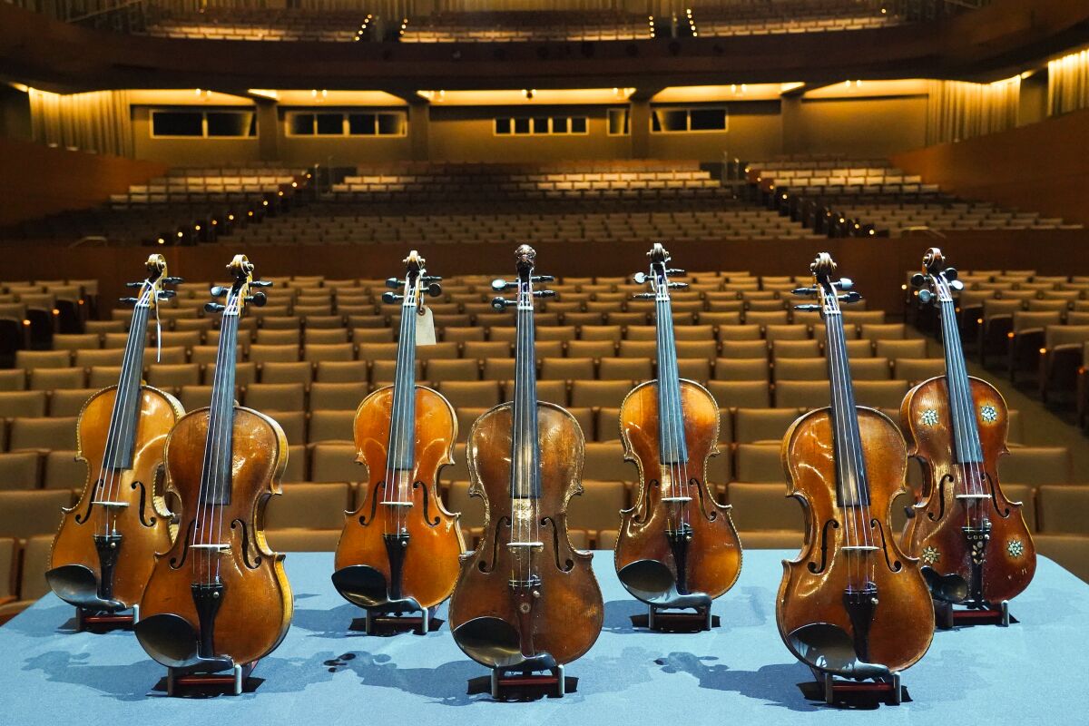 Seven violins are perched on their stands inside a concert hall.