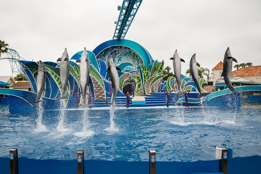 Trainers swim with the dolphins during the Dolphin Days show at Seaworld on June 5, 2019 in San Diego, California.