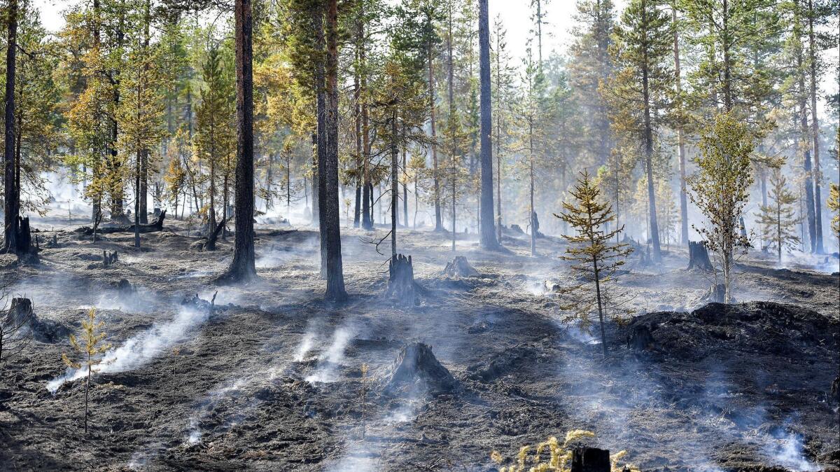 Smoke rises in Alvdalen field in Sarna, central Sweden. Several forest fires have been raging in the country during hot and dry weather.