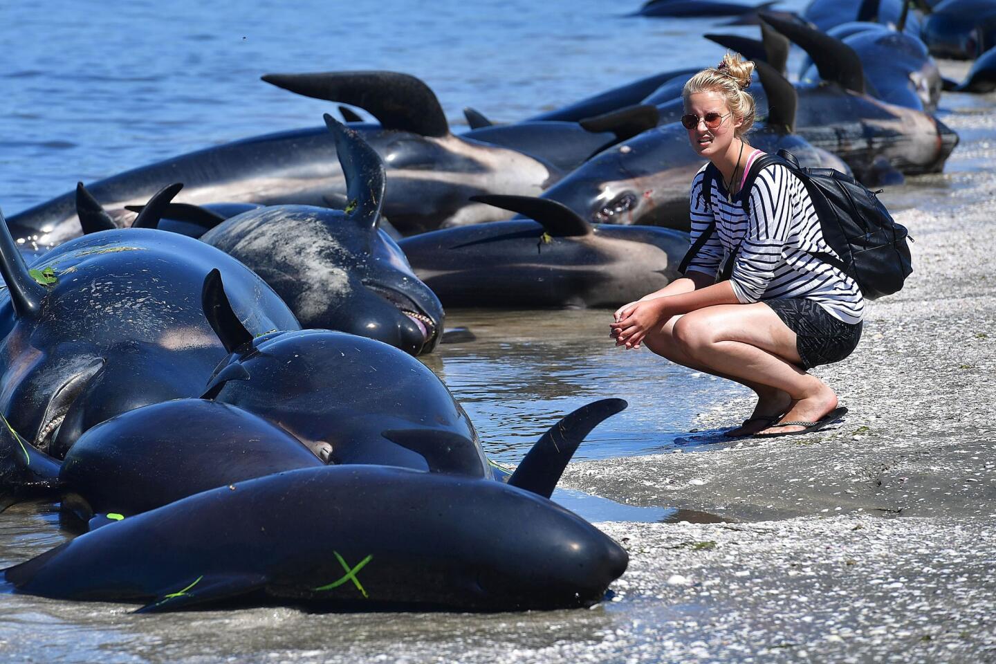 Stranded whales