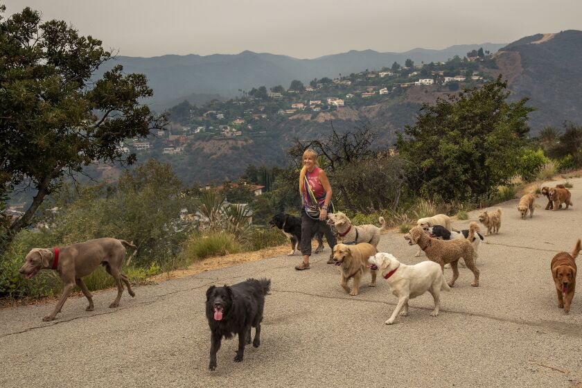 BRENTWOOD, CA -SEPTEMBER 10, 2020: Dog walker Candice Clark makes her way with 14 canines on a path above Kenter Ave. In Brentwood. In background are homes in Mandeville Canyon, a small community in Brentwood. Brentwood is the hometown of VIce Presidential candidate Kamela Harris. (Mel Melcon / Los Angeles Times)