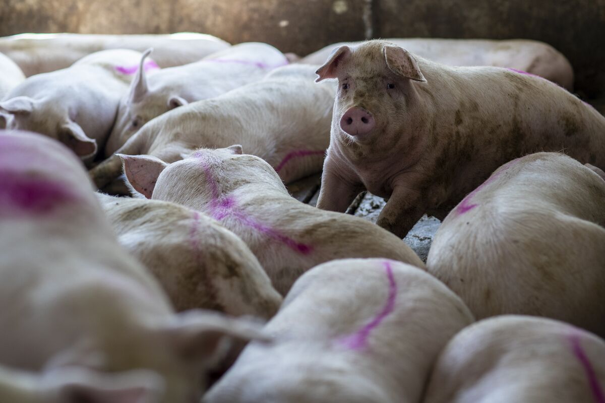 One pig looks up amid the animals packed together with pink marks on their backs.