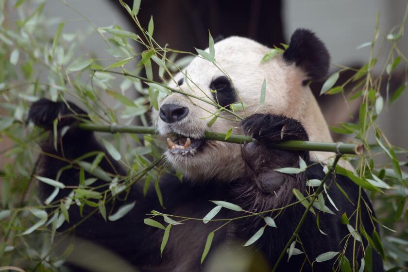 Tian Tian began showing signs that she was pregnant in August, but Edinburgh Zoo officials said Tuesday that she had carried the fetus to late term and then lost it.