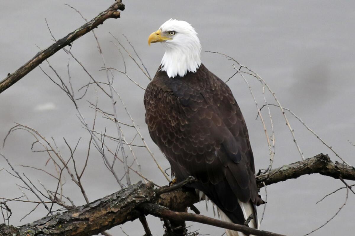 A drone team in Michigan is considering what it can do to reduce the possibility of a repeat attack from a bald eagle.