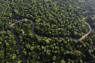 FILE - Forest lines the Combu creek, on Combu Island on the banks of the Guama River, near the city of Belem, Para state, Brazil, Aug. 6, 2023. The two-day Amazon Summit opens Tuesday, Aug. 8, 2023, in Belem, where Brazil hosts policymakers and others to discuss how to tackle the immense challenges of protecting the Amazon and stemming the worst of climate change. (AP Photo/Eraldo Peres)