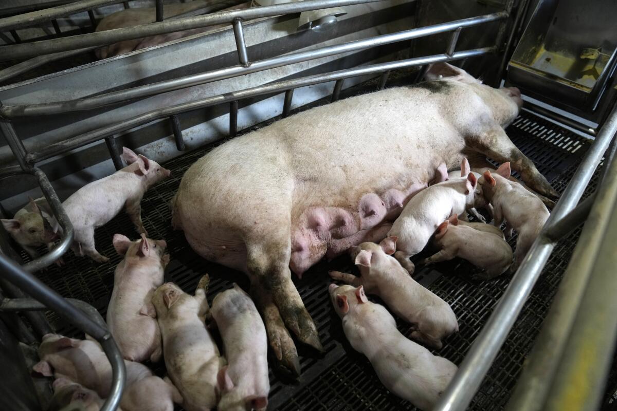 A sow nurses her piglets inside a farrowing crate
