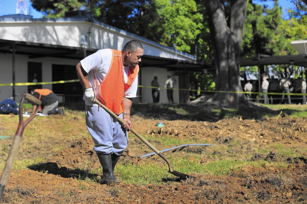 Semisi Sina, shown digging up a lawn as part of his work release sentence, has been arrested 16 times and said he didn’t start stealing bicycles until Proposition 47 raised the threshold for a felony theft to $950.