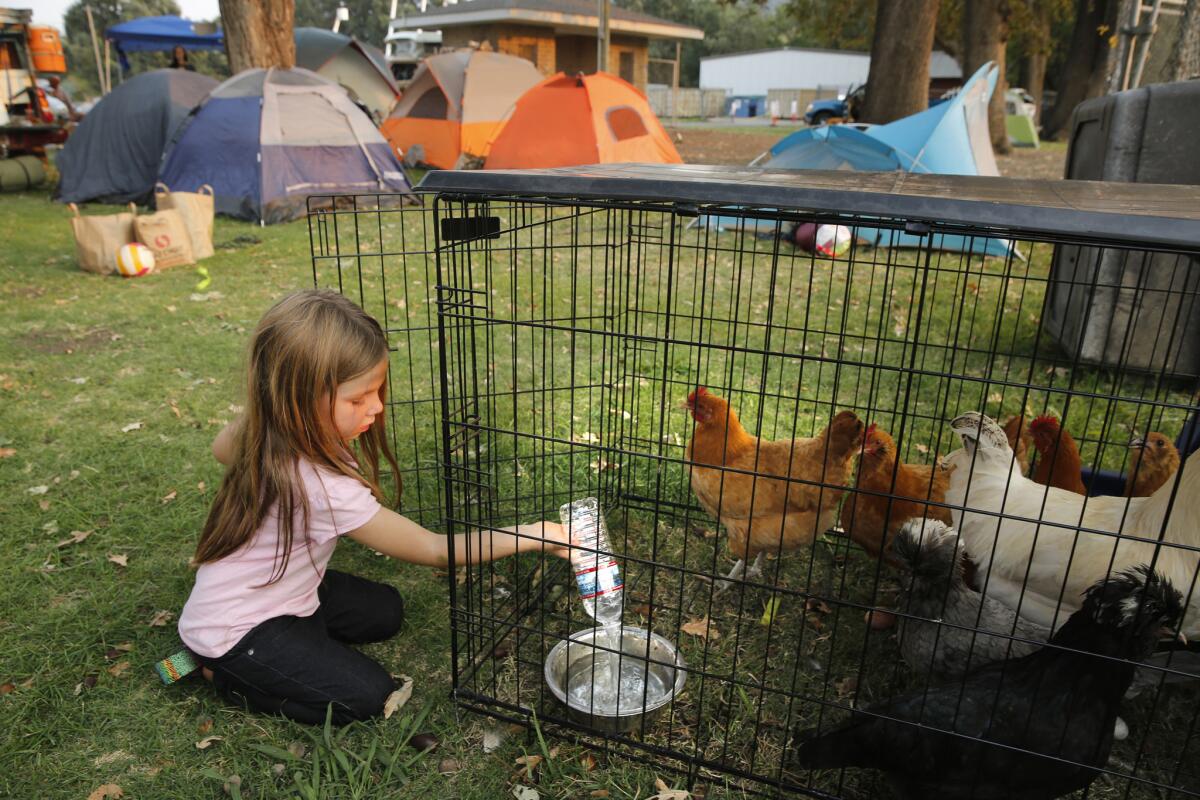 Willow Stephens, 5, gives water to chickens that were evacuated along with her family and neighbors when the Valley fire bore down on their homes in Middletown, Calif.
