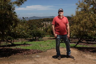 A man in a red shirt stands on an avocado farm with trees in the background.