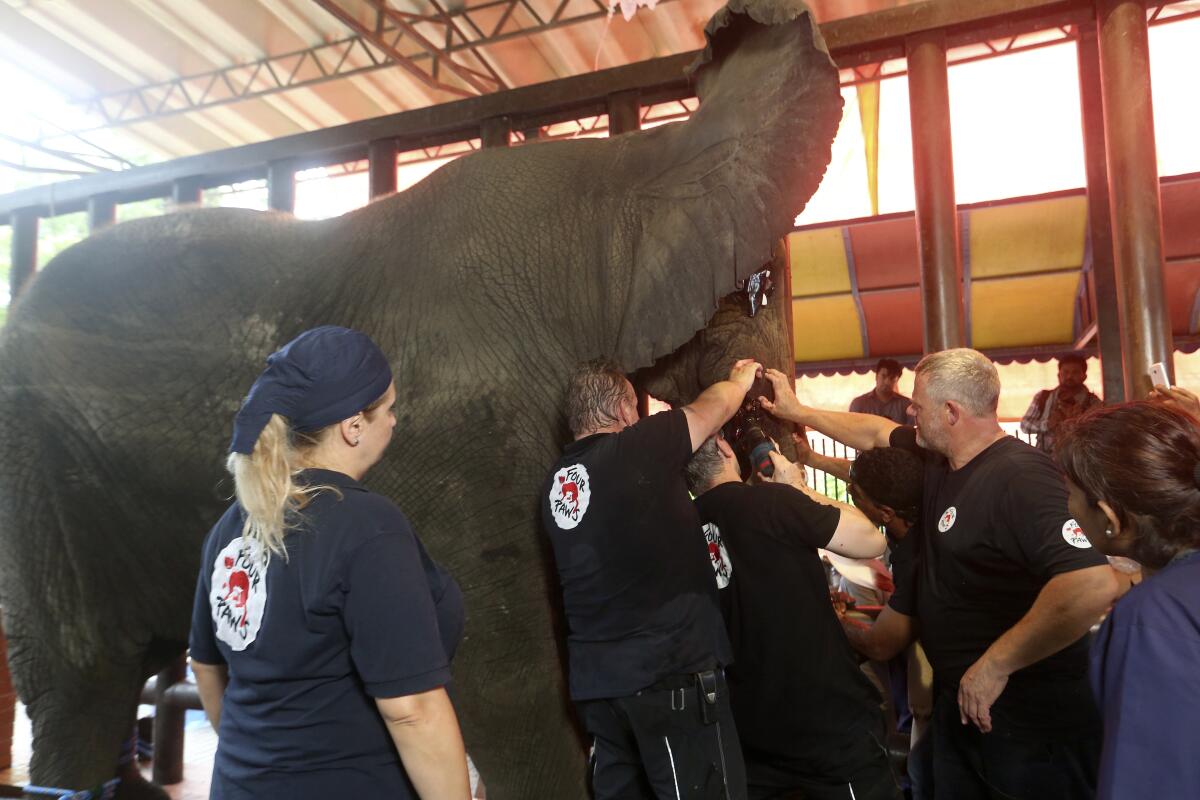 Veterinarians from the global animal welfare organization Four Paws conduct dental surgery on an elephant at a zoo, in Karachi, Pakistan, Wednesday, Aug. 17, 2022. The veterinarians began a series of surgeries on a pair of elephants. During a previous visit last year, vets from Four Paws examined four elephants in Karachi and determined that one of the animals needs a “complicated” surgery to remove a damaged and infected tusk. A second elephant has dental problems and a medical issue with a foot, the vets said at the time. (AP Photo/Fareed Khan)