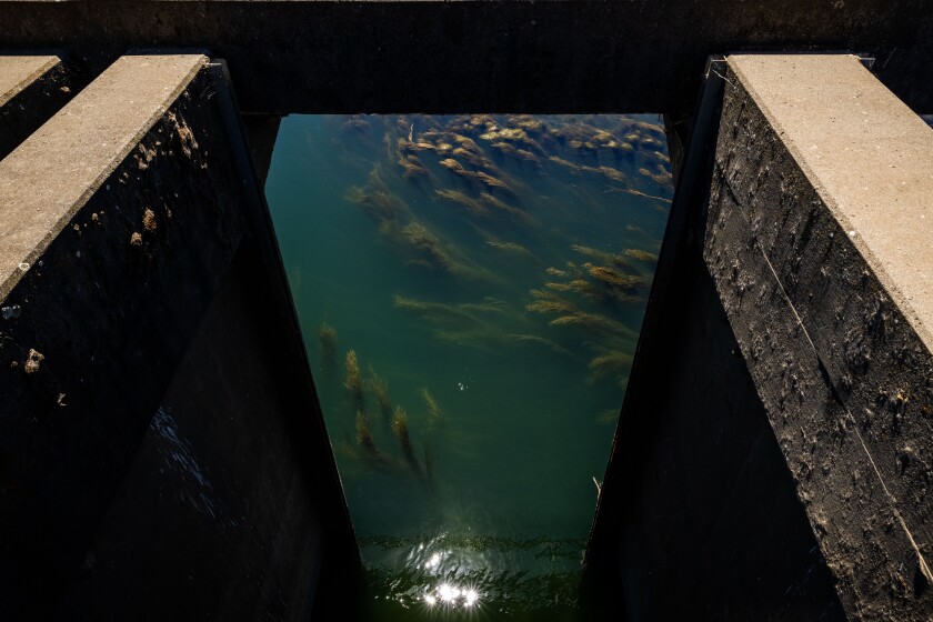 The fish screen at the Glenn Colusa Irrigation District pumping station in Orland