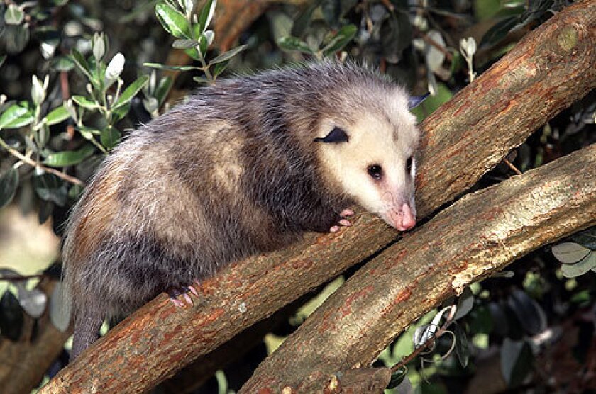 Opossums: your garden #39 s evening clean up crew Los Angeles Times