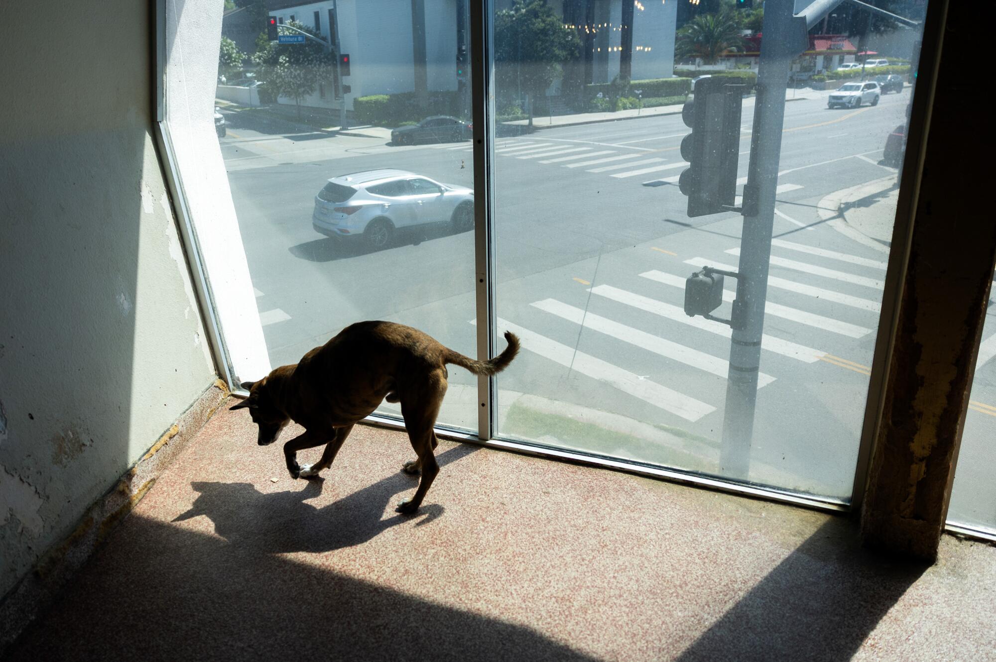 El perro mira su sombra en el suelo.