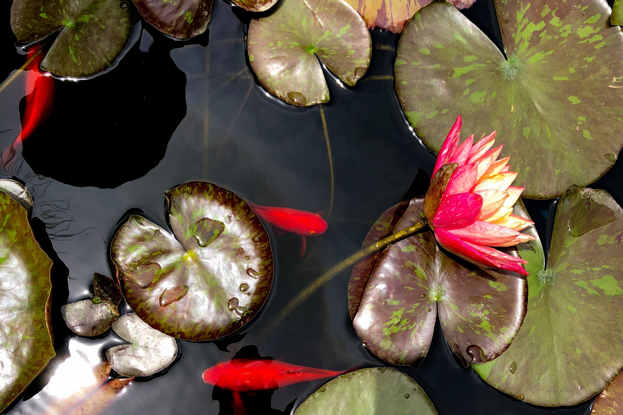 A pond with lily pads and orange koi in a previous Leimert Park Garden Tour