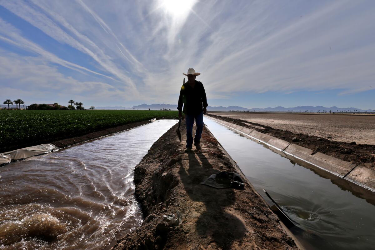 The Colorado River irrigates fields near Yuma, Ariz.
