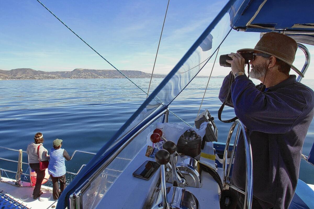 Dave Anderson uses binoculars to spot whales migrating as tourists also keep a watch out on Captain Dave's Dolphin and Whale Watching Safari's 35-foot sailing catamaran off the coast of Dana Point.