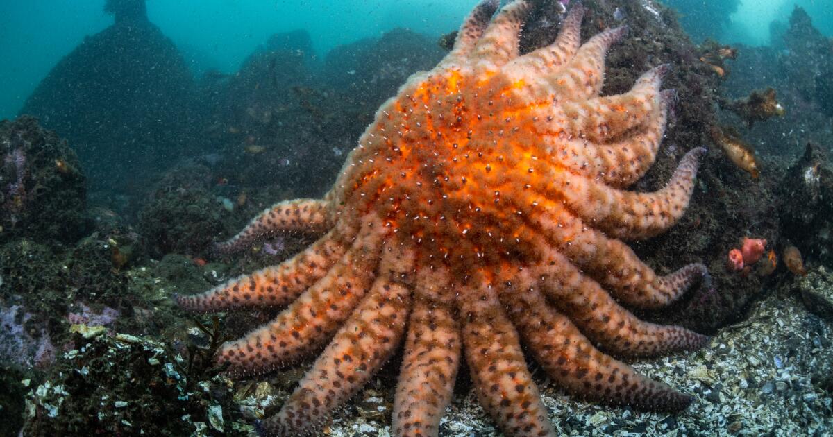 Sunflower starfish can be fixed near the California coast to restore the key to kelp forest Sunflower starfish can be fixed near the California coast to restore the key to kelp forest